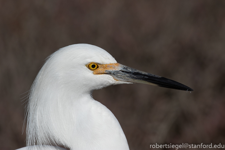 palo alto baylands